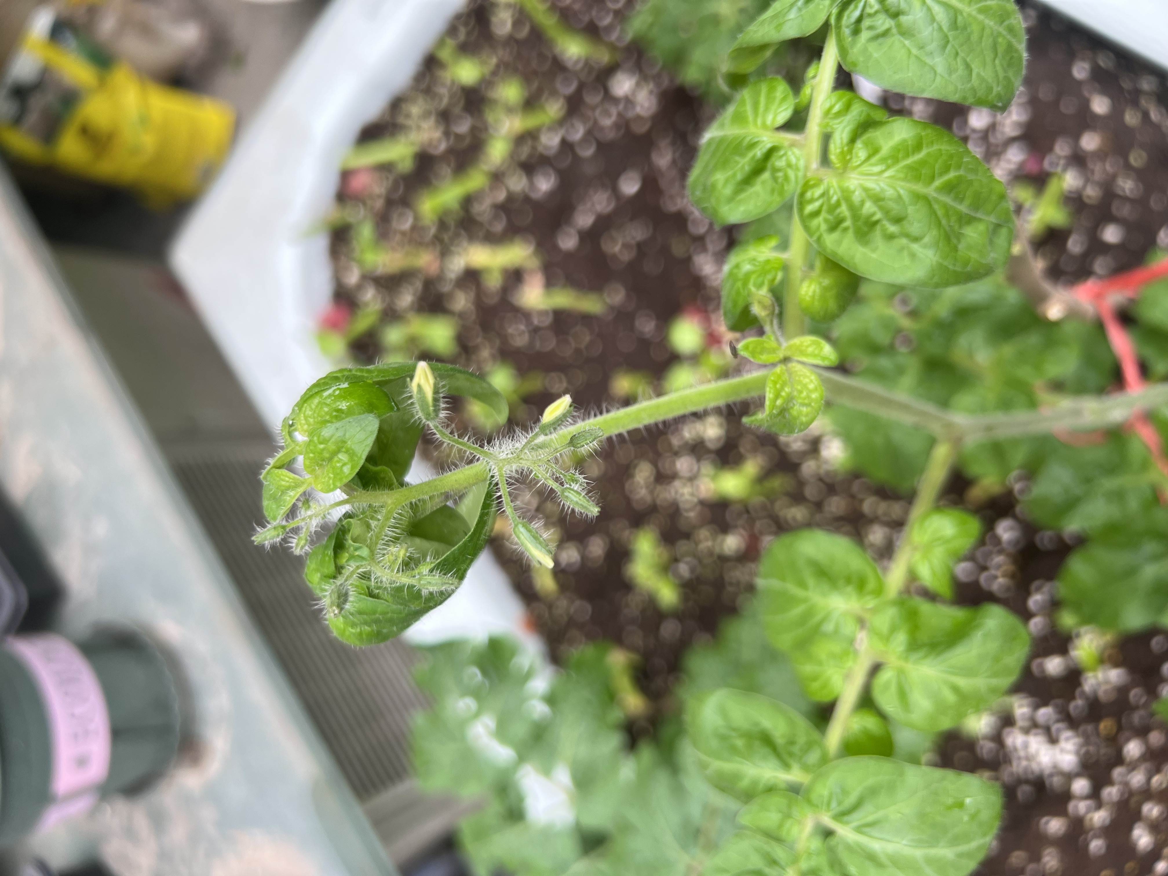 2023春播-继续定植