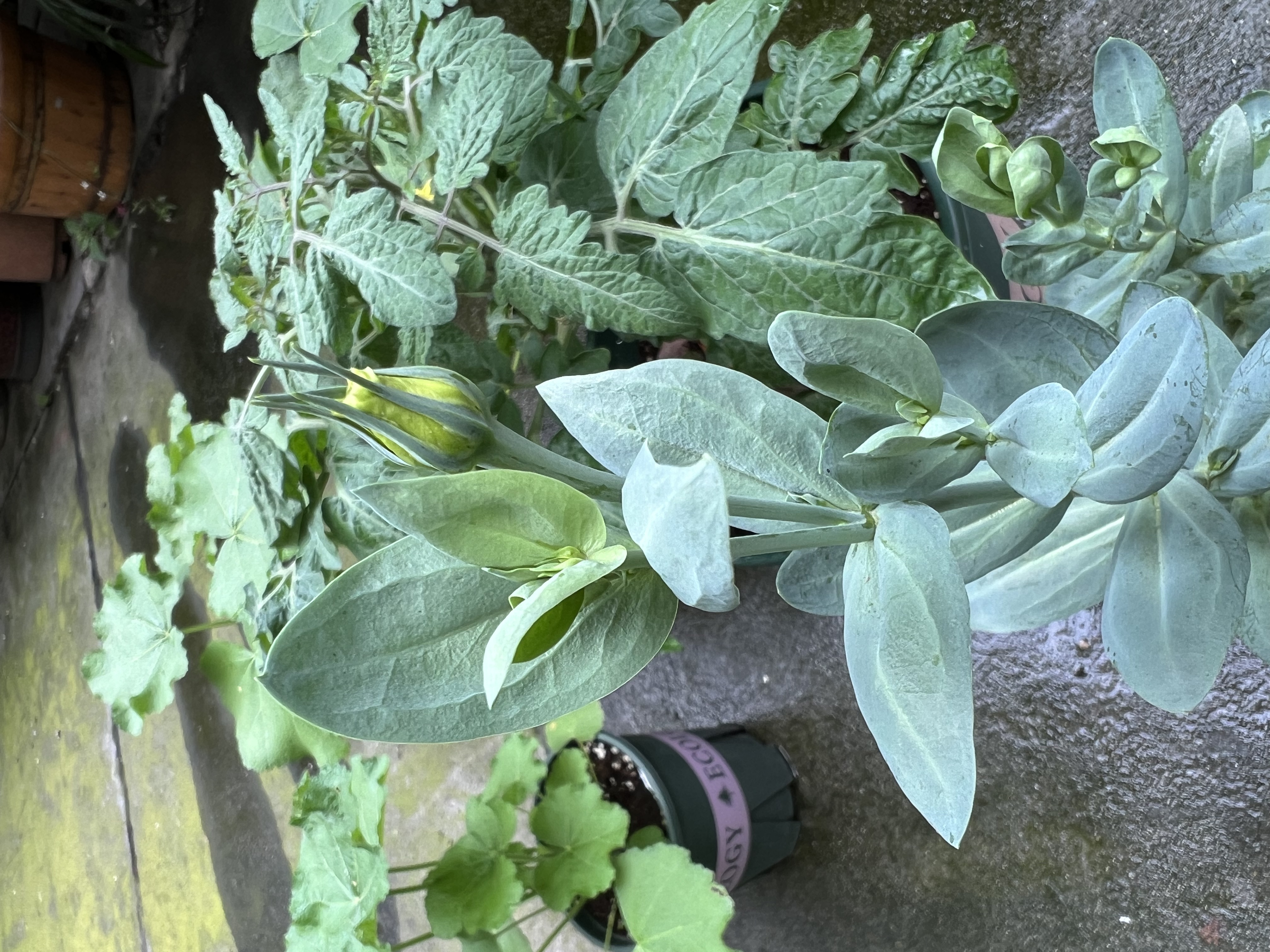 2023春播-望见花开