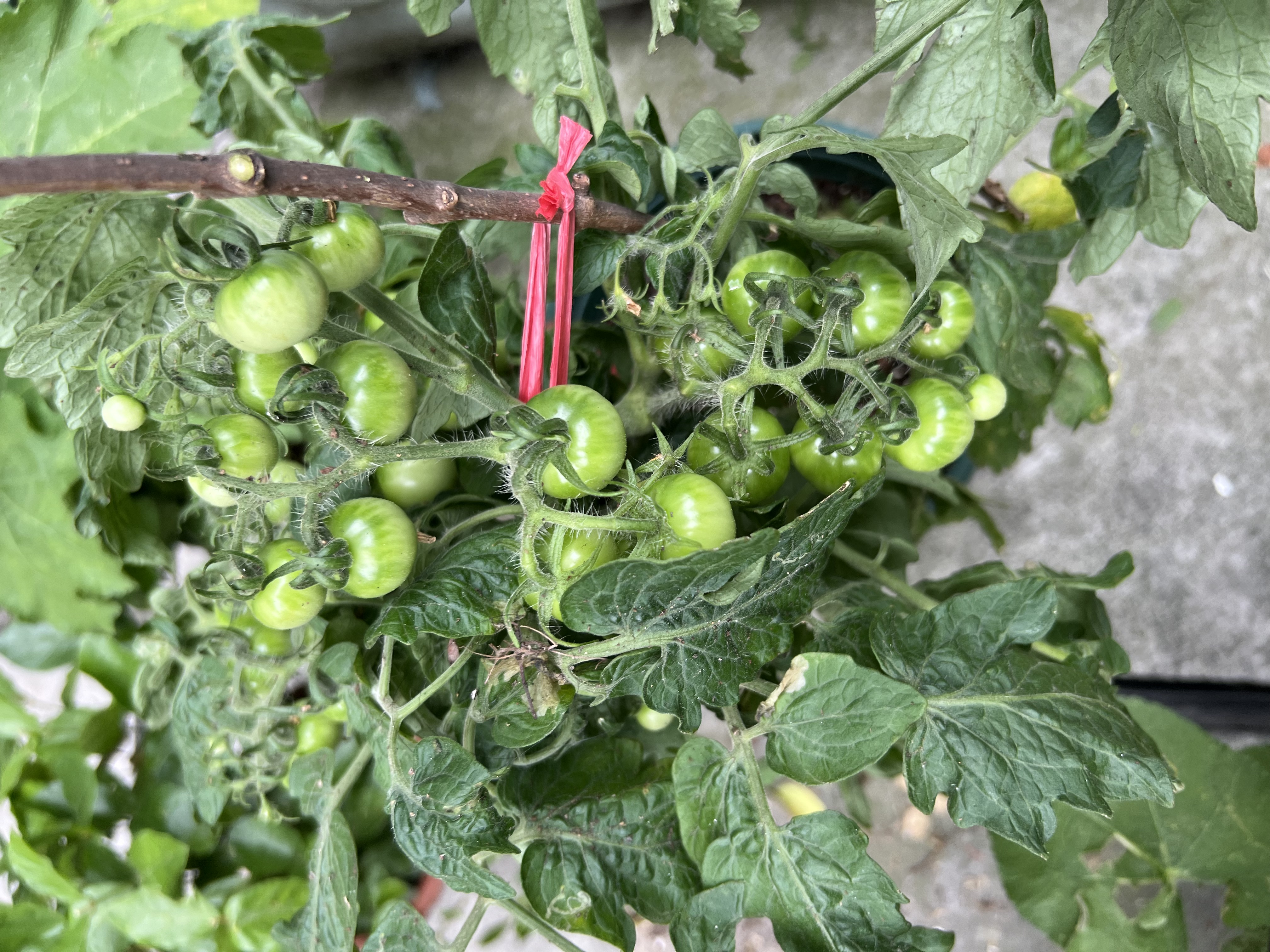 cover of previous post