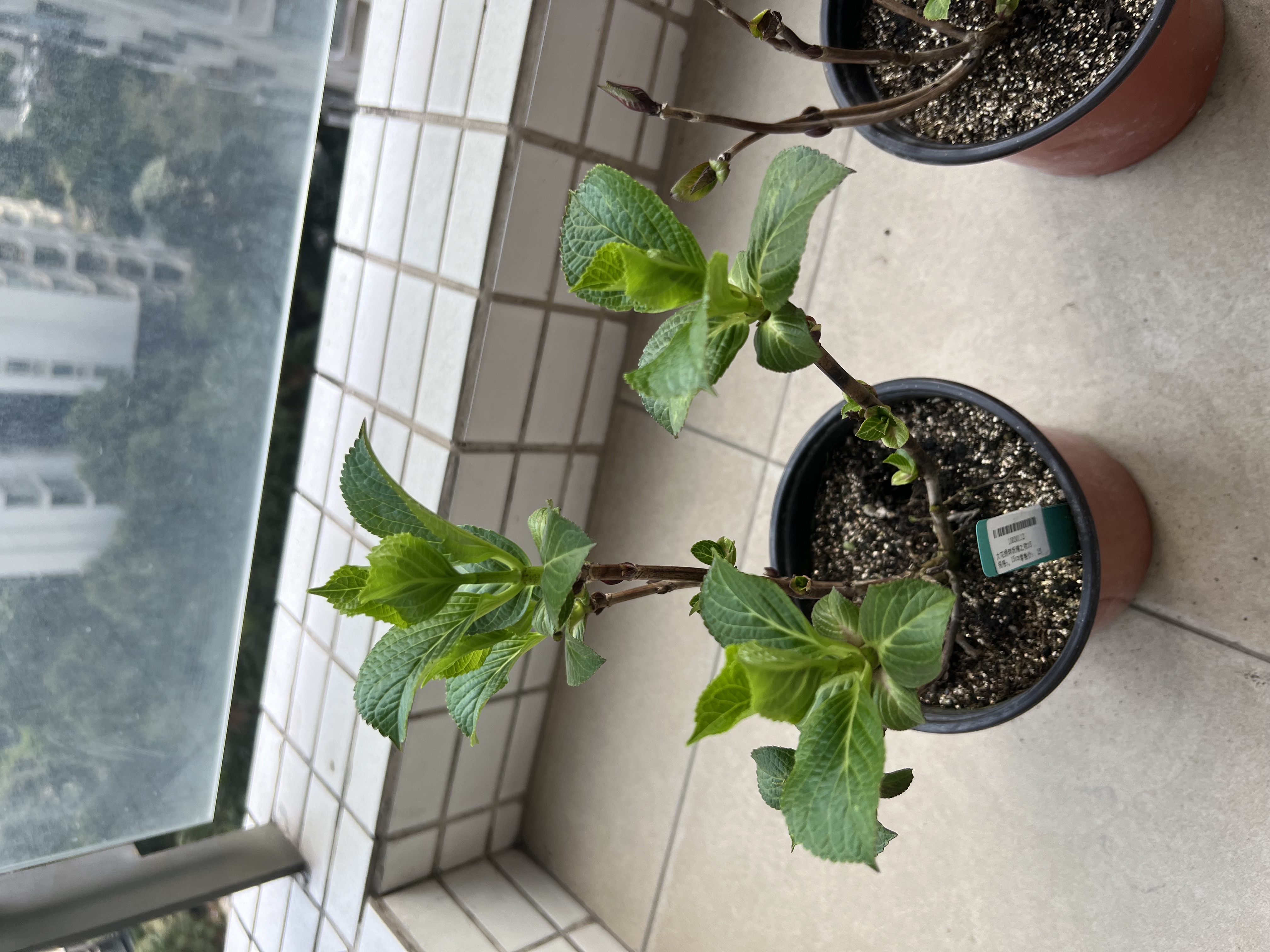 2024春播-收到绣球