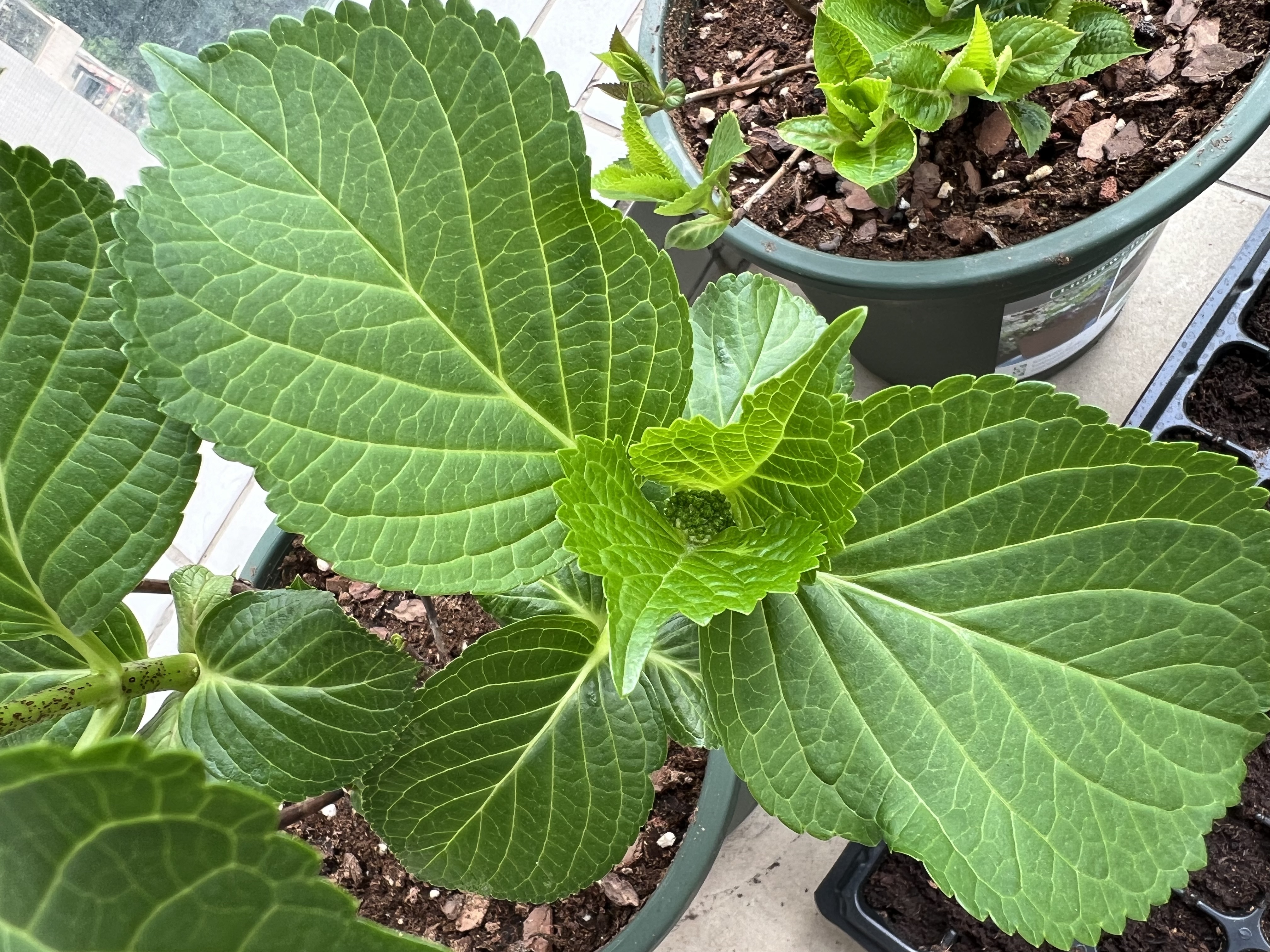 cover of previous post