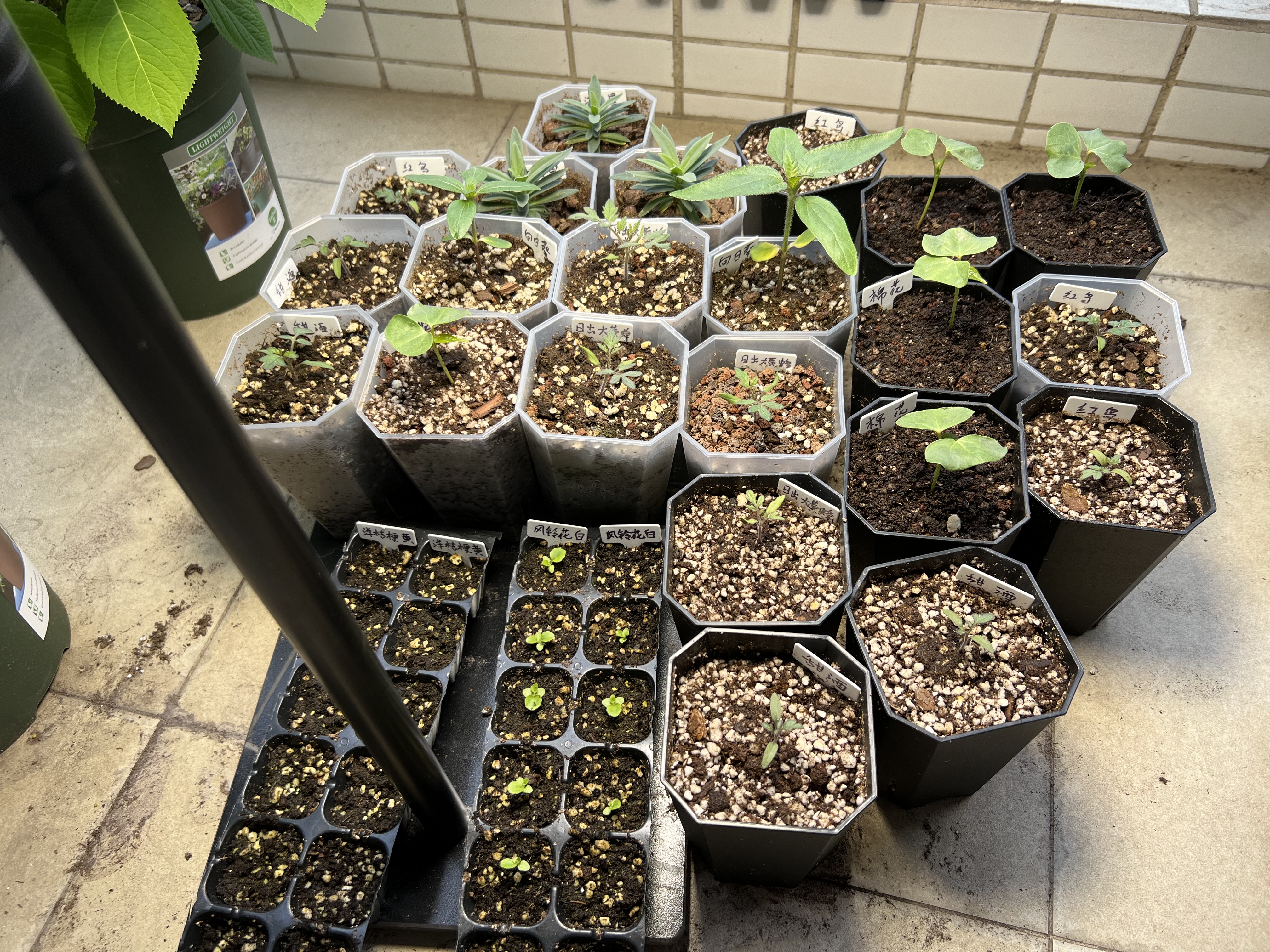 2024春播-更多假植