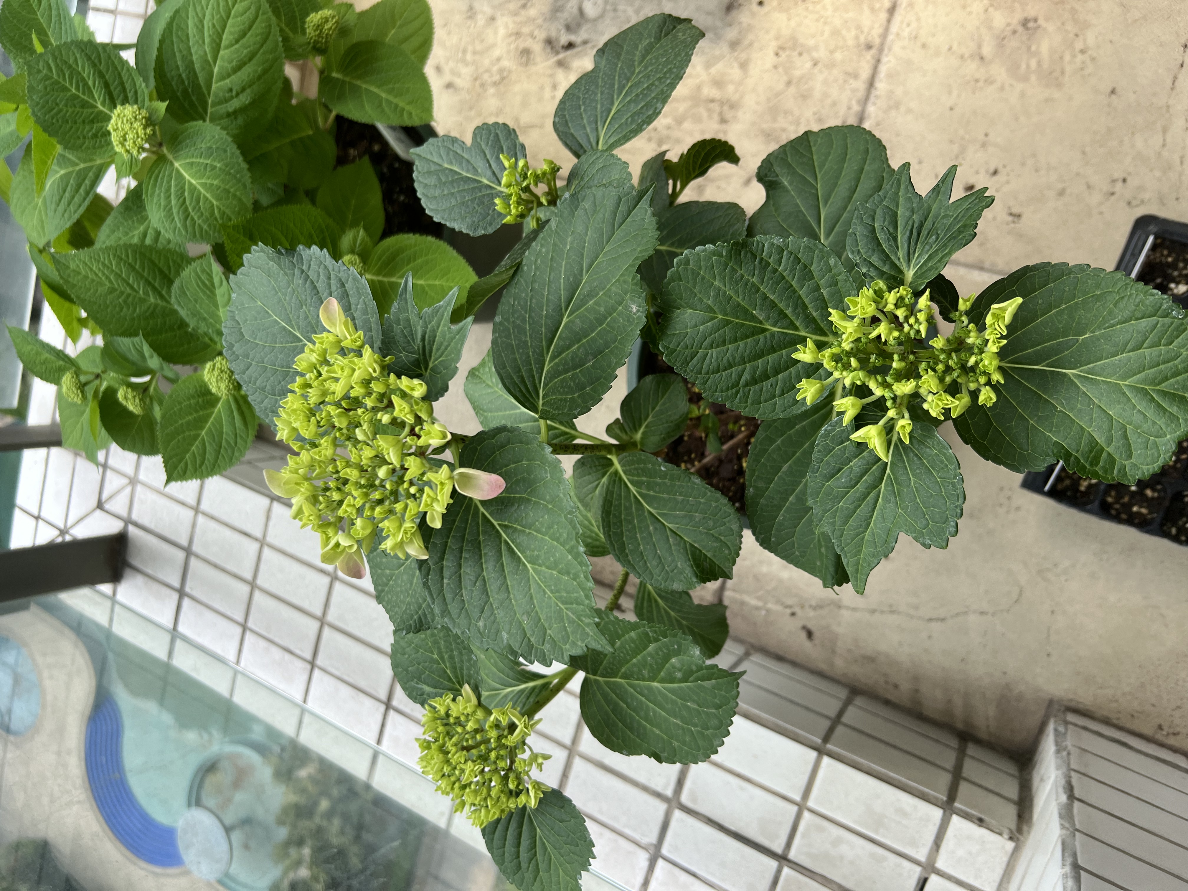 2024春播-初见花色