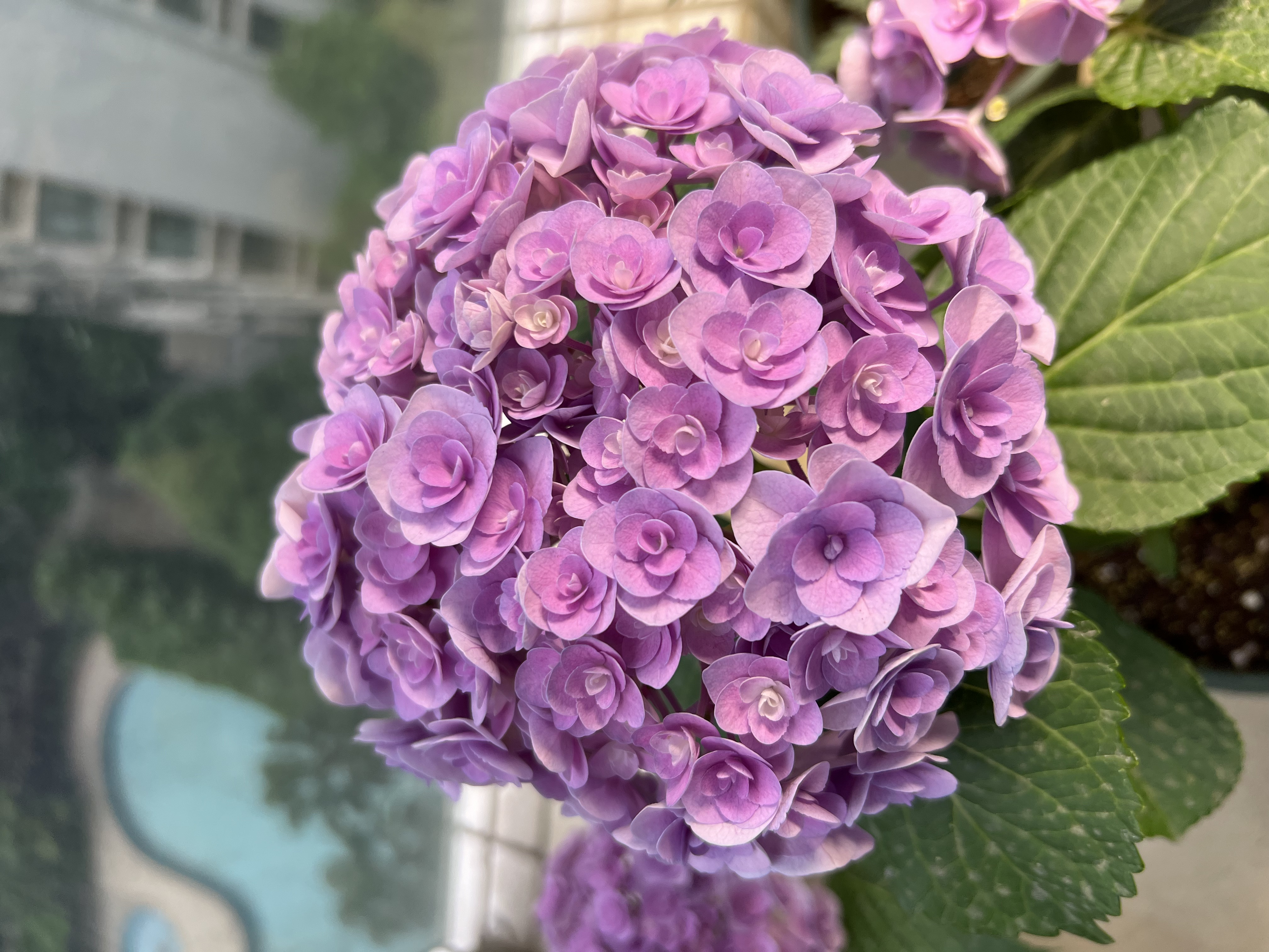 2024春播-开花&换盆